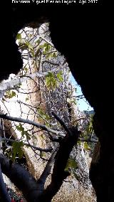 Pinturas rupestres del Abrigo del Cerrajo. Vistas desde la cueva