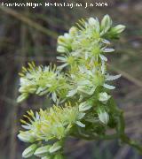 Ua de gato blanca - Sedum album. Los Caones Jan