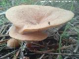 Platera menor - Clitocybe gibba. El Vaquerizo - Castellar