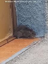 Rata parda - Rattus norvegicus. Los Villares