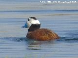 Pjaro Mavasa cabeciblanca - Oxyura leucocephala. Laguna Dulce - Campillos