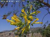 Gandul - Nicotiana glauca. Benalmdena