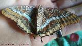 Mariposa del madroo