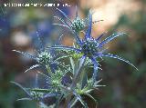 Cardo azul - Eryngium bourgatii. Cazorla