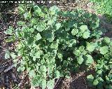 Tomatillo del diablo - Solanum nigrum. Navas de San Juan