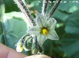 Tomatillo del diablo - Solanum nigrum. Navas de San Juan