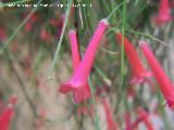 Planta coral - Russelia equisetiformis. Los Villares