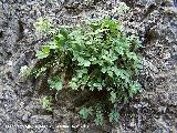 Cincoenrama de roca - Potentilla caulescens. Paso de Gontar - Santiago Pontones