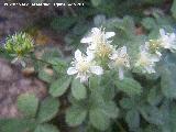 Cincoenrama de roca - Potentilla caulescens. Paso de Gontar - Santiago Pontones