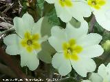 Primavera - Primula vulgaris. Cambil