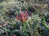 Astragalo - Astragalus incanus. Jan