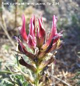 Astragalo - Astragalus incanus. Jan