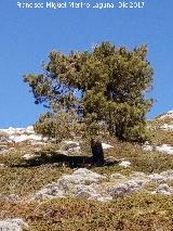 Mgina. El pino que se encuentra a mayor altitud del Mgina