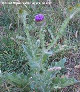 Cardo gigante - Onopordum nervosum. Segura