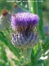 Cardo gigante - Onopordum nervosum. 