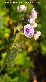 Lengua de perro - Cynoglossum creticum. La Veleta - Los Villares
