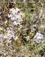 Asperula hirsuta - Asperula hirsuta. Camino del moro - Martos