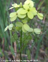 Anteojeras - Biscutella auriculata. Linares