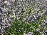 Espliego - Lavandula angustifolia. La Mota - Alcal la Real