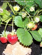 Fresa silvestre - Fragaria vesca. Los Villares