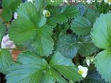 Fresa silvestre - Fragaria vesca. Los Villares