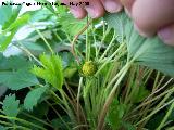 Fresa silvestre - Fragaria vesca. Navas de San Juan