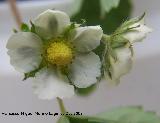 Fresa silvestre - Fragaria vesca. Navas de San Juan