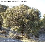Encina - Quercus ilex. Valdepeas