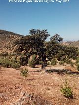 Encina - Quercus ilex. Cortijo del Bao - Castillo de Locubn