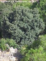 Encina - Quercus ilex. Encina de Prado Moro. Santiago Pontones
