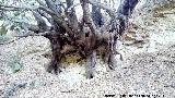 Encina - Quercus ilex. Tronco de la Encina del Tercero en Valdepeas de Jan