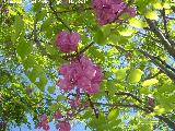 Glicinia japonesa - Wisteria floribunda. Jan