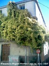 Glicinia japonesa - Wisteria floribunda. Los Villares