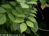 Glicinia japonesa - Wisteria floribunda. Los Villares