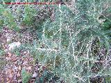Esparraguera blanca - Asparagus albus. Jan
