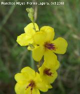 Tientayernos - Verbascum sinuatum. Navas de San Juan