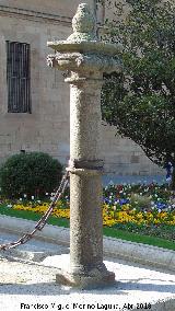 Catedral Nueva. Lonja. Columna