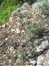 Alfeique andaluz - Centranthus macrosiphon. Las Yeseras - Navas de San Juan