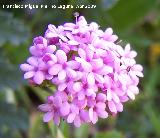 Alfeique andaluz - Centranthus macrosiphon. Los Villares