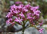 Alfeique andaluz - Centranthus macrosiphon. Pitillos. Valdepeas