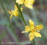 Agrimonia - Agrimonia eupatoria. Segura