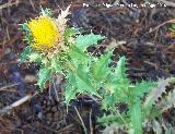 Cardo cuco - Carlina corymbosa. Caada Saucar - Santiago Pontones