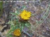 Cardo cuco - Carlina corymbosa. Segura