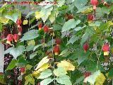 Farolillo chino - Abutilon megapotamicum. Flores. Patio de Crdoba