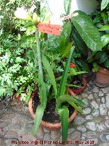 Suegra y nuera - Hippeastrum spp.. Patio de Crdoba