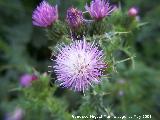 Cardo crespo - Carduus pycnocephalus. Navas de San Juan