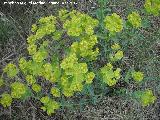 Lecheterna serrada - Euphorbia serrata. Antequera