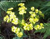 Lecheterna de bosque - Euphorbia amygdaloides. Segura