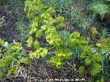 Lecheterna de bosque - Euphorbia amygdaloides. Segura