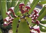 Cactus Cardn - Euphorbia canariensis. Benalmdena